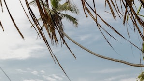 A beach with rocky shoreline, palm trees, and a clear sky. - Coco Tangalla (Tangalle)