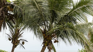 A pool with clear blue water, surrounded by lush greenery and palm trees, overlooking a calm sea. - Coco Tangalla (Tangalle)