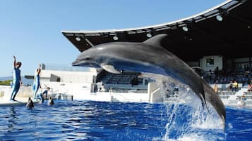A dolphin performing in a pool with spectators in the background.