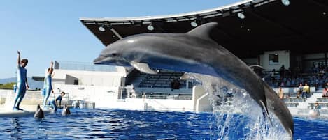 A dolphin performing in a pool with spectators in the background.