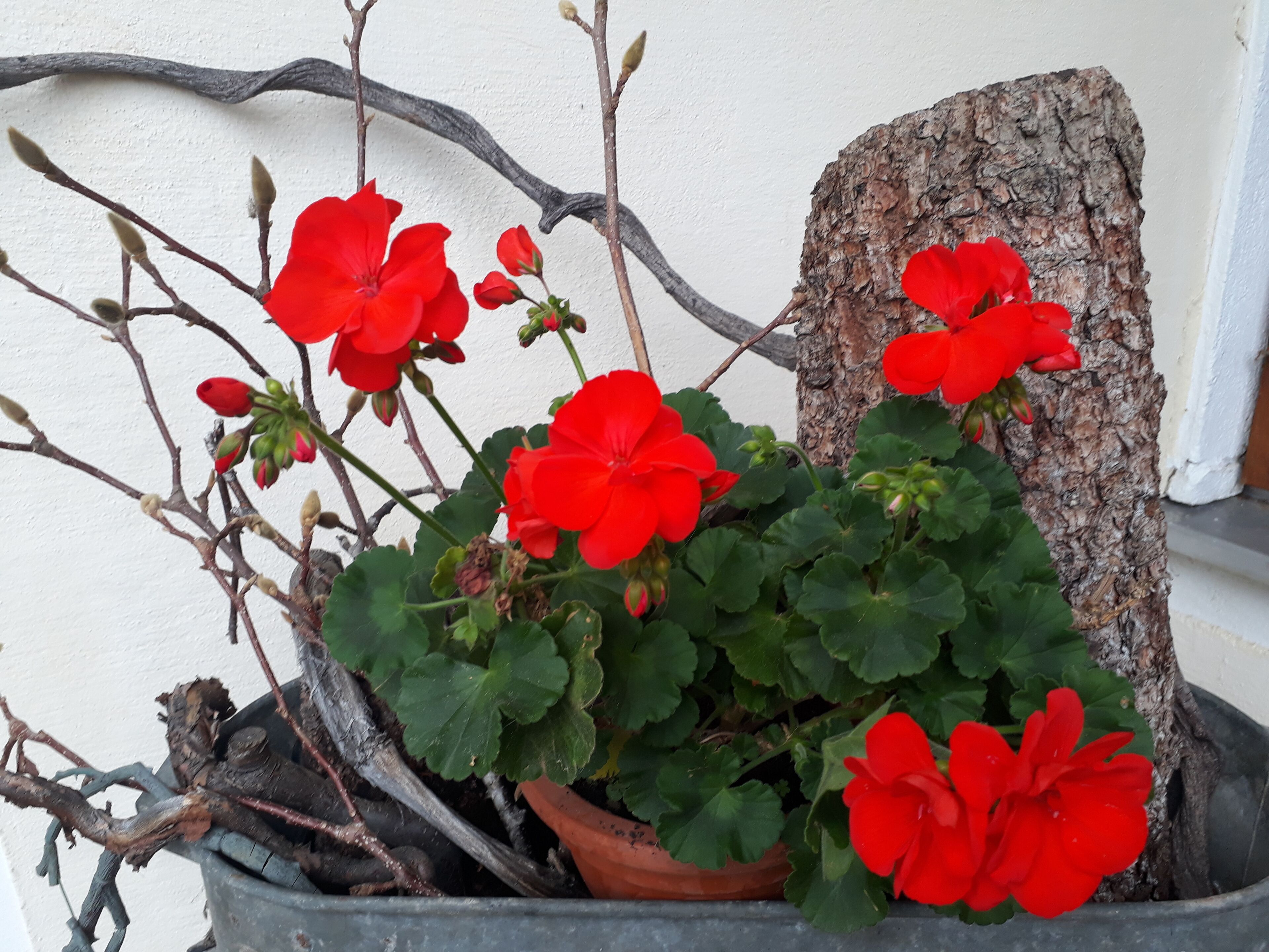 A potted plant with red flowers and green leaves, placed next to a tree stump.