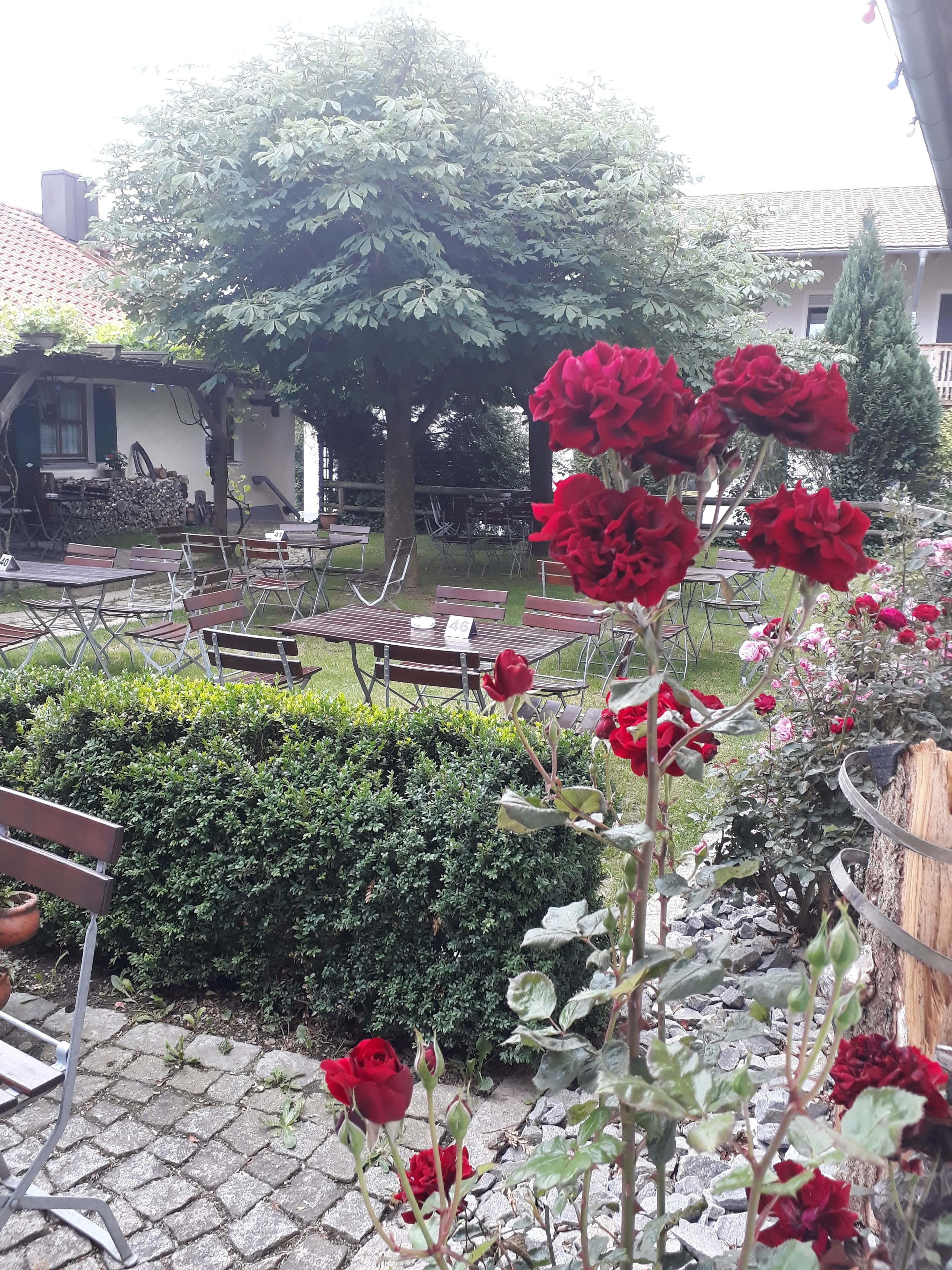 Een terras met tafels en stoelen, omringd door groen en een boom.