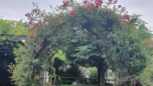 A garden pathway leading to a rustic wooden structure with a signboard. - Landgasthof Zum Kirchenwirt (Thyrnau)