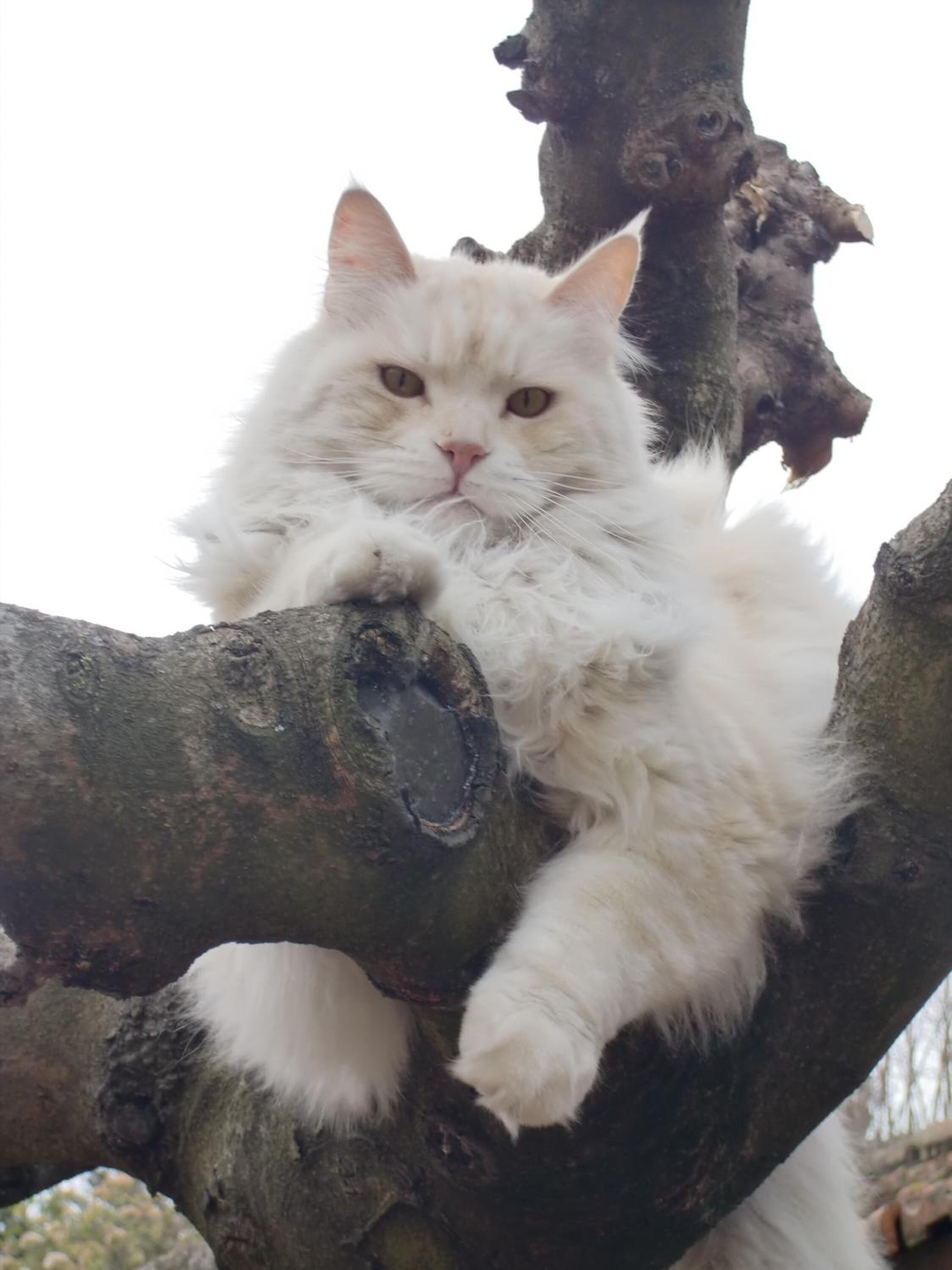 Foto - La Villa des Violettes