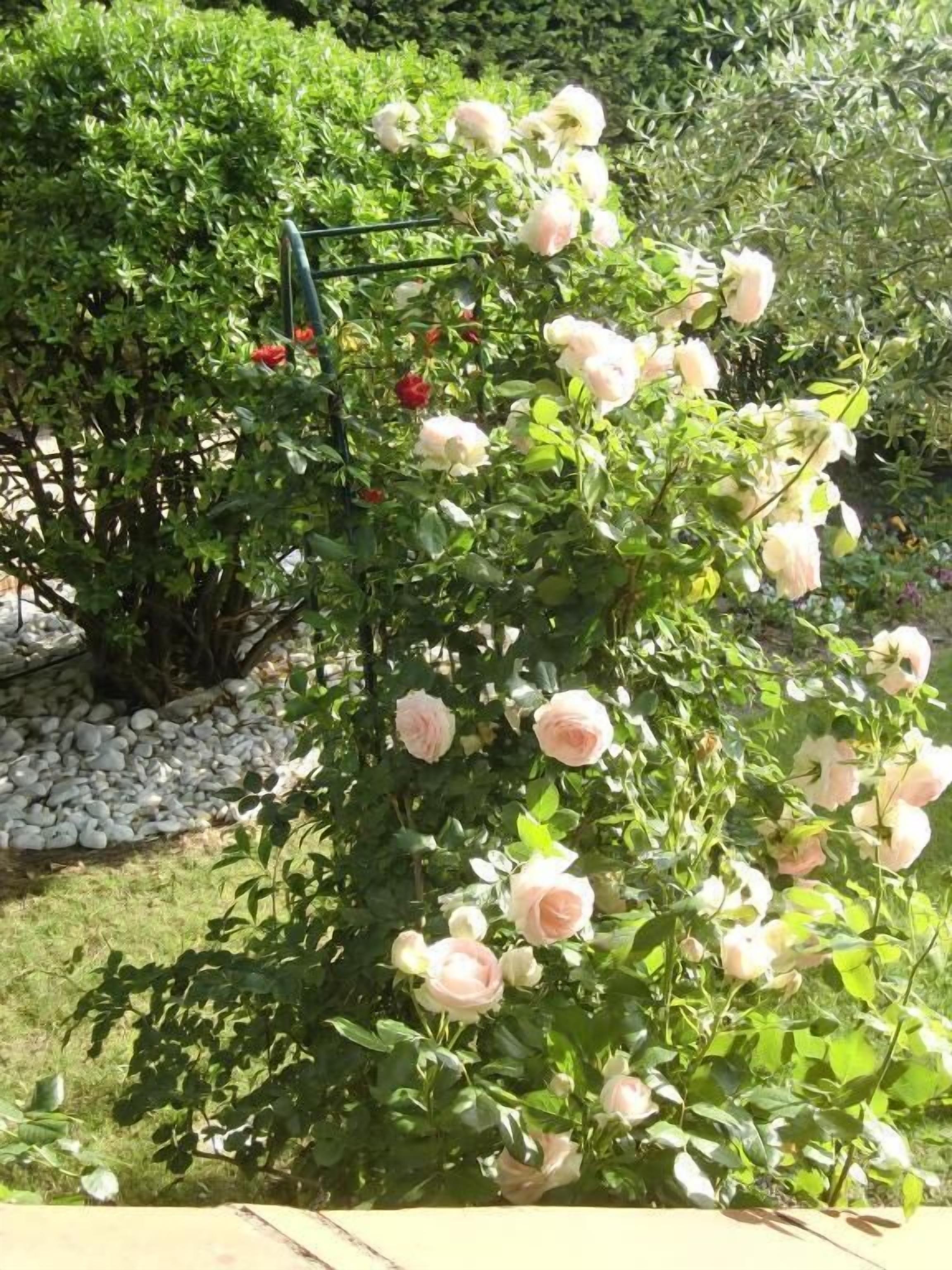 Un jardin où un rosier est en pleine floraison.