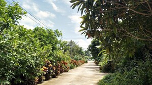 Un camino estrecho y pavimentado bordeado por una vegetación densa y árboles.