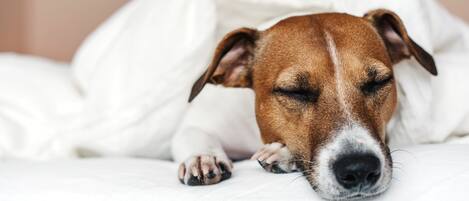 Un perro acostado sobre una cama con ropa de cama blanca.