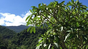 Un jardín con diversos maceteros y una valla de madera.