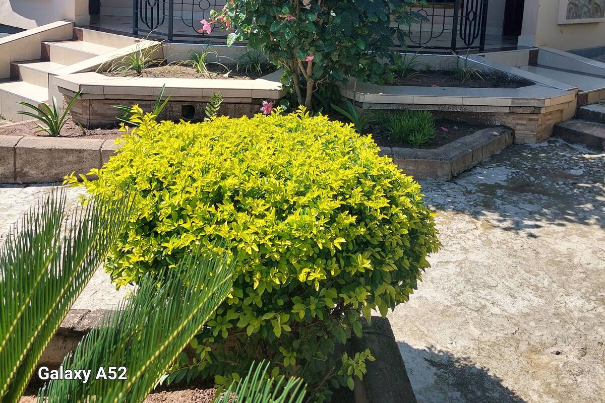 Uma casa com telhado de cerâmica, varanda e jardim com flores cor-de-rosa e arbustos verdes.