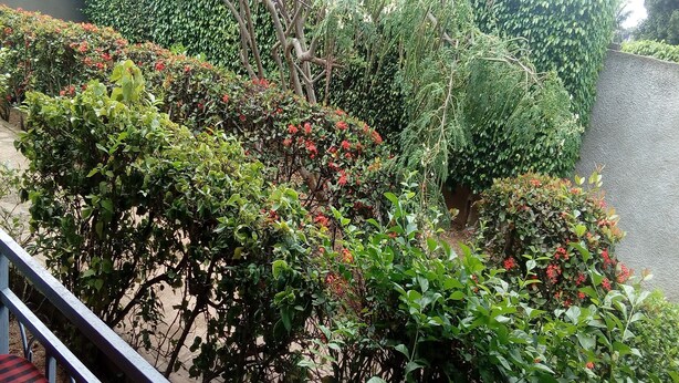 A garden with various plants and a metal railing. - Auberge Du Municipal (Bouake)