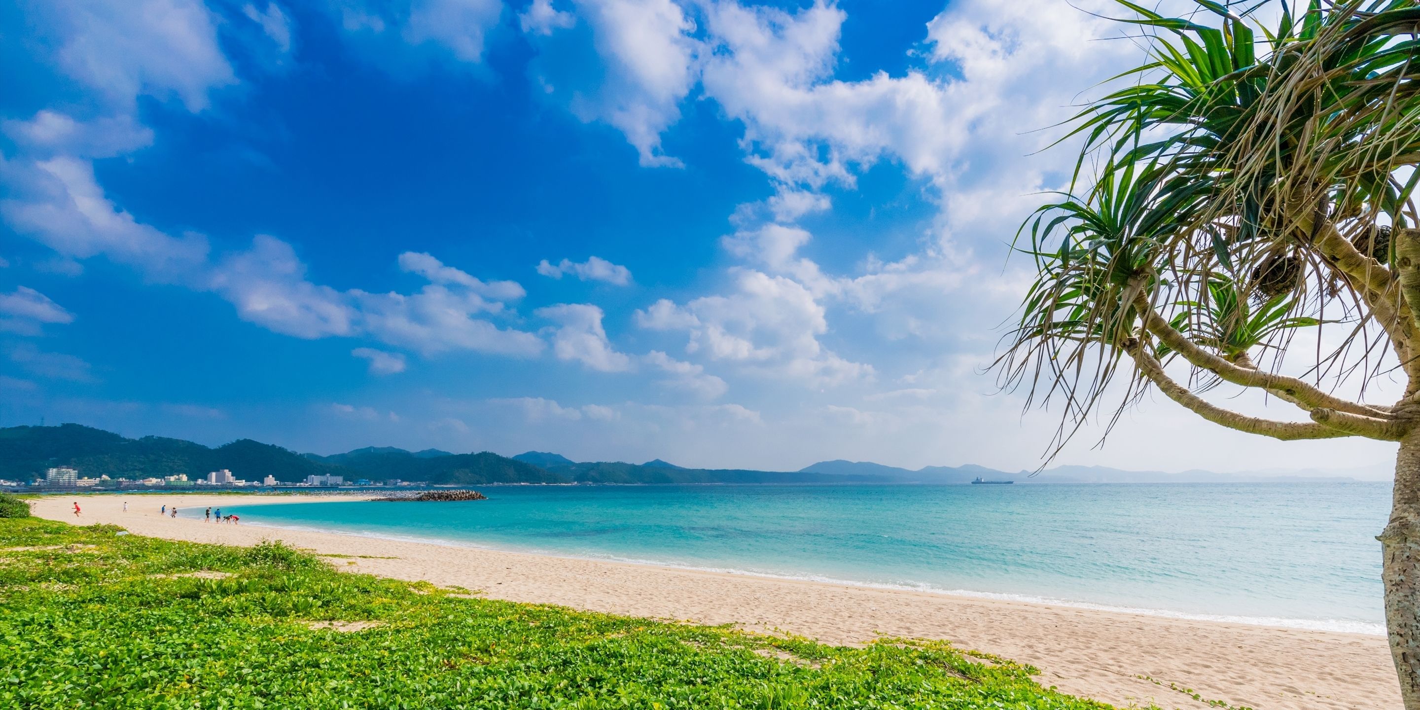 A beach with clear blue water, a sandy shore, and a palm tree.
