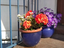 Twee bloeiende planten in potten voor een witte muur en een blauwe balustrade.