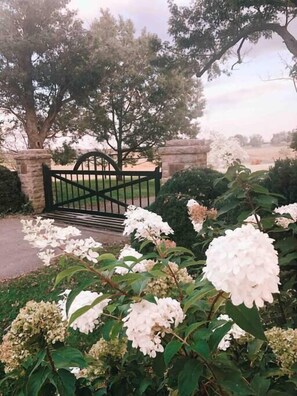 A gated entrance with a stone wall, a tree, and white hydrangea flowers. - Cabin in Kentucky Horse Country (Bourbon County)