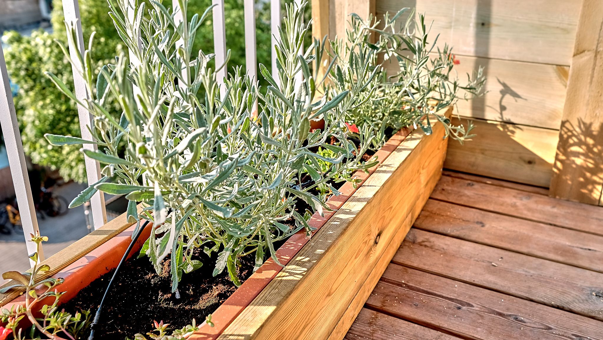 Foto - AspenTLV - Pepo Hostel Tel Aviv