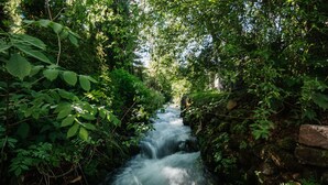 Un petit ruisseau serpente à travers une zone boisée dense, où la végétation luxuriante et les rochers couverts de mousse créent un paysage verdoyant.