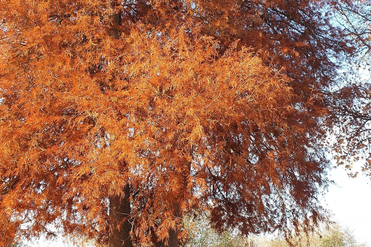 A tree with autumn leaves in a park with a white van parked nearby.