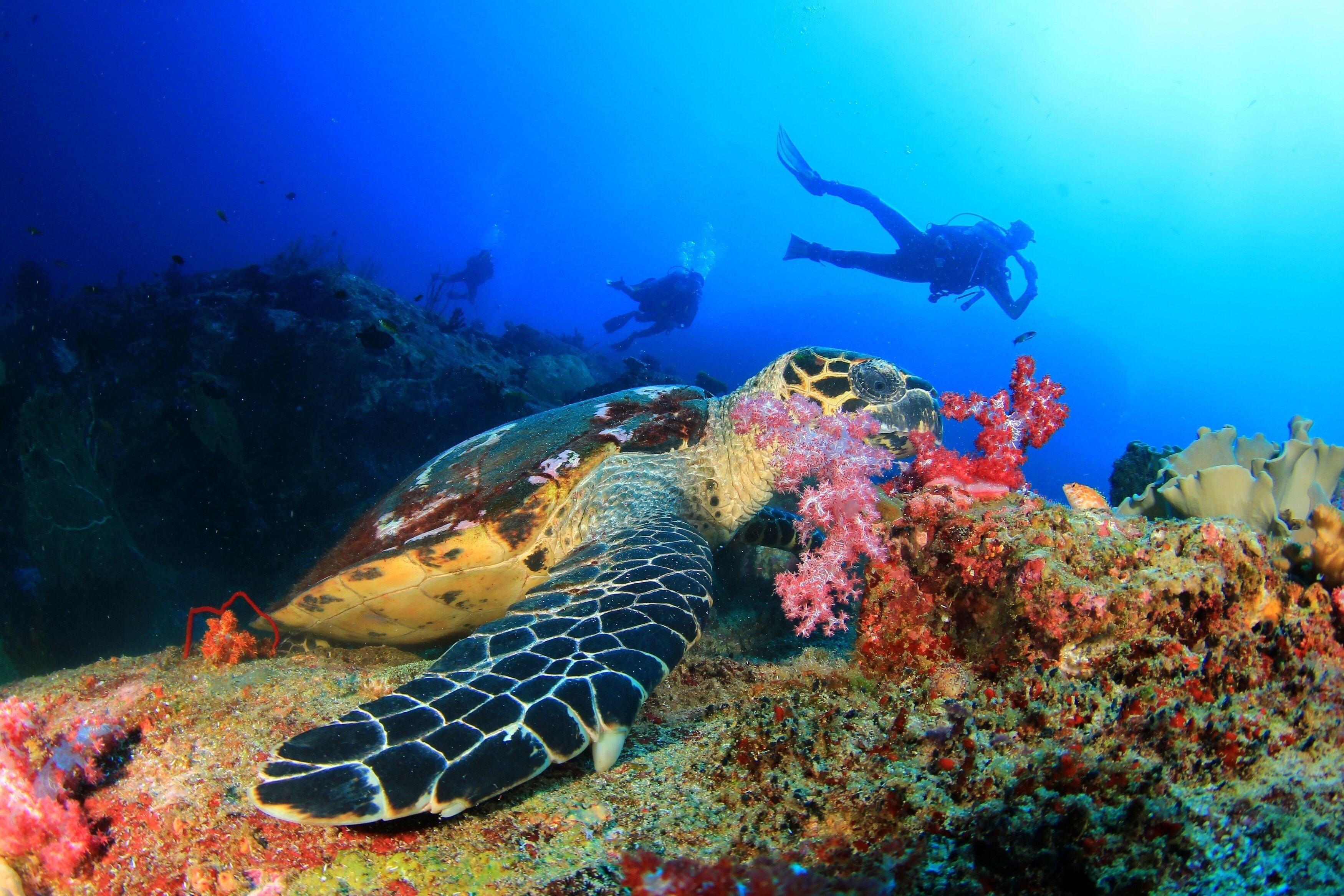 A sea turtle on a coral reef with divers in the background.