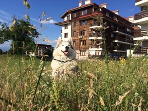 Pet-friendly - Four Leaf Clover Apartments to Rent (Bansko)