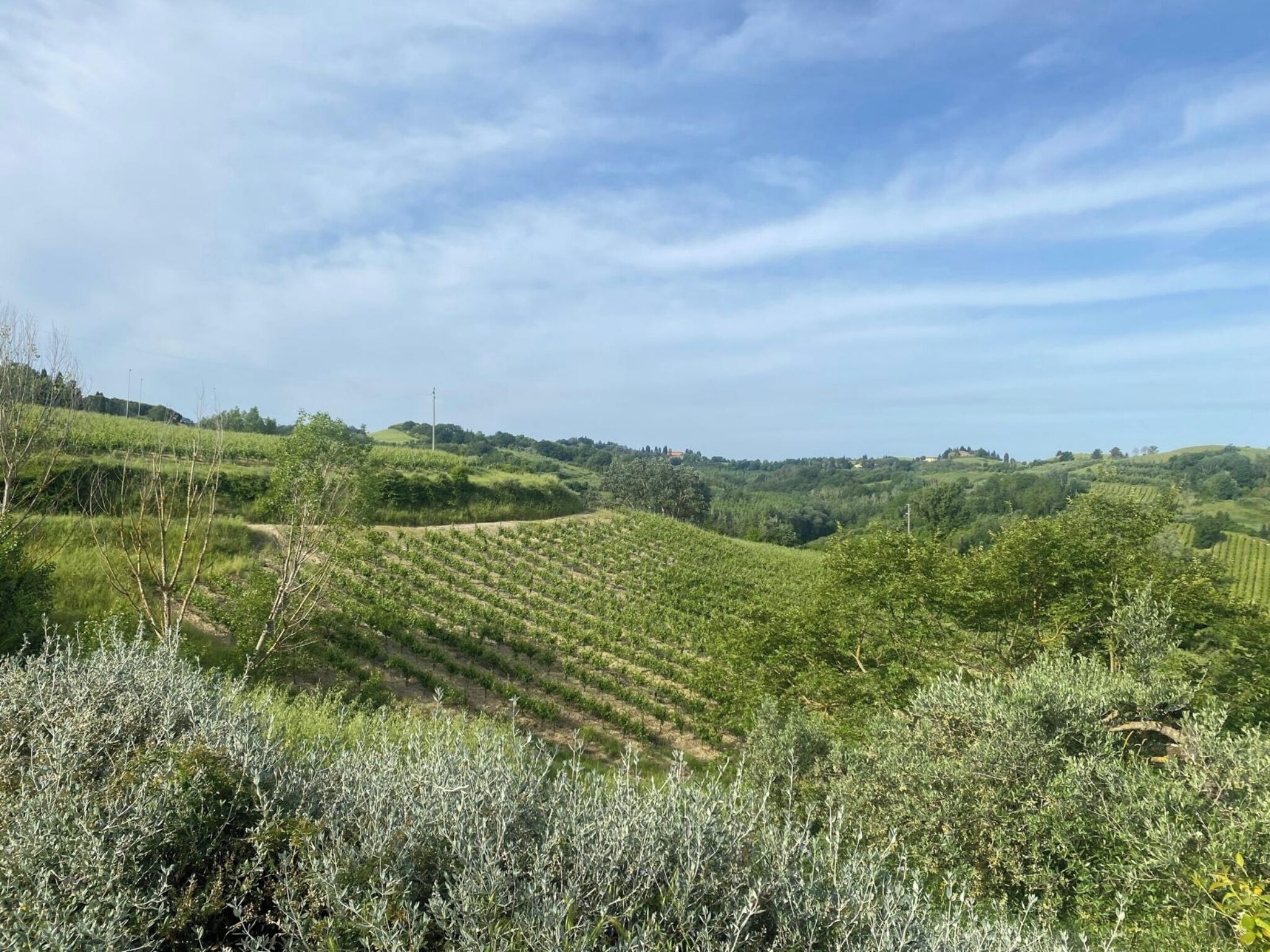 A vineyard landscape with terraced fields and a clear sky.