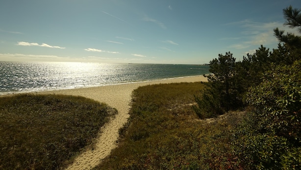 Una playa con un camino despejado que lleva al agua, rodeada de vegetación.