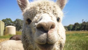 A close-up of a llama's face with a clear blue sky and greenery in the background.