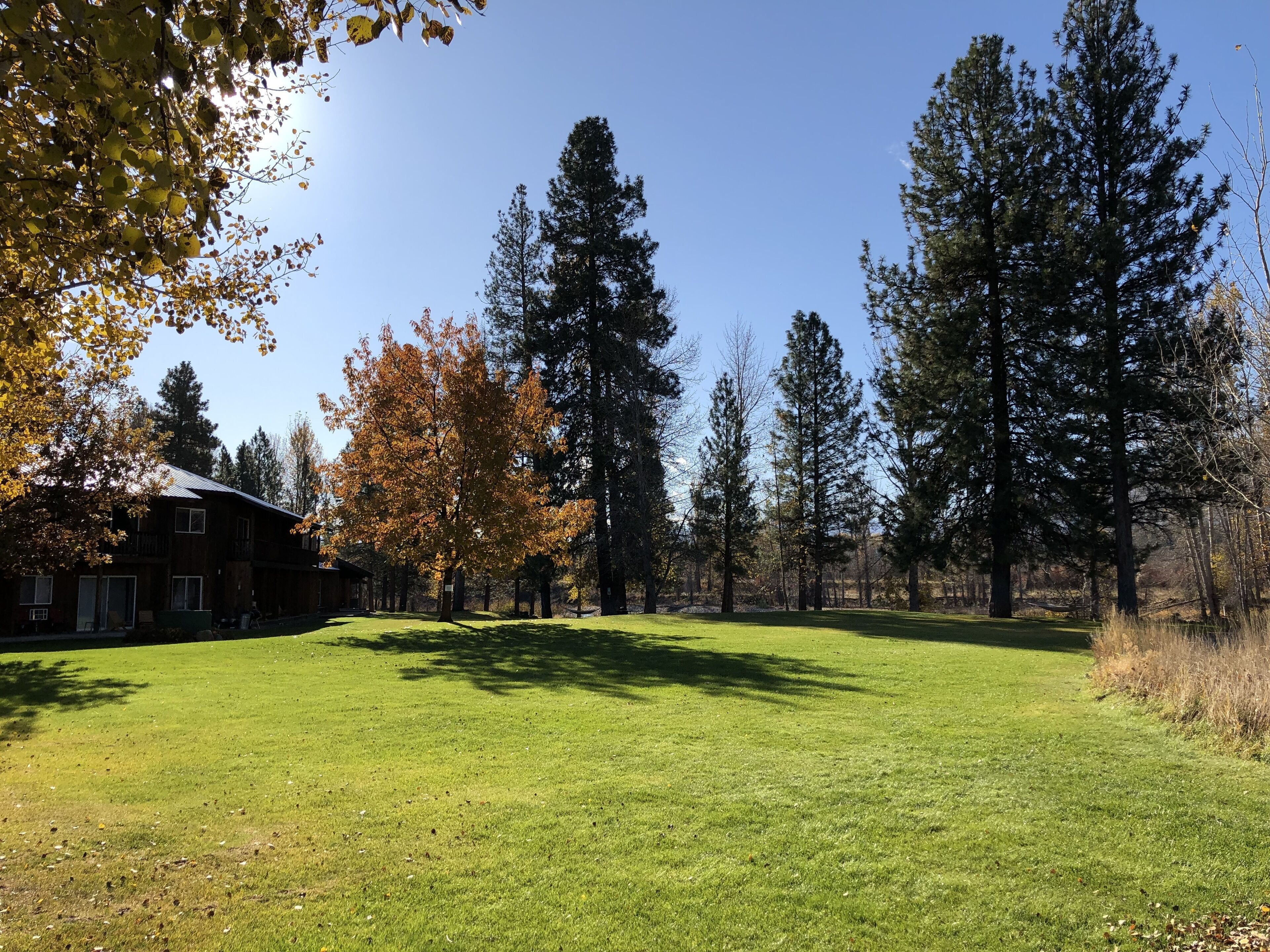 A grassy area with tall trees and a building with a sloped roof.
