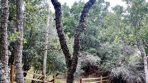 A well-maintained grassy area with trees, a wooden fence, and a red chair. - Charming Mountain Cottage. (Pine Valley)