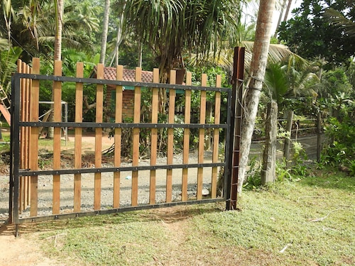 Turtle Surf Whale Watching