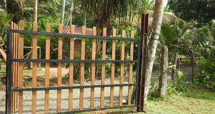 Turtle Surf Whale Watching