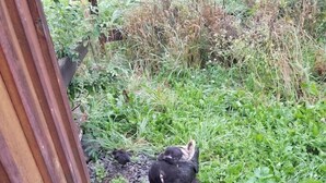 Maalaishenkinen, puinen rakennelma, jossa on metalliovi, ja sen ympärillä on luonnonmukainen, ruohostunut alue, jossa on kiviä ja kasveja.