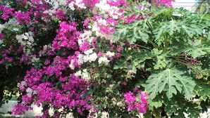 Een tuin met bougainvilleablaadjes en grote vijgenbladeren.