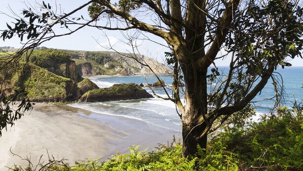 A coastal landscape with a beach, cliffs, and a tree in the foreground. - Ruralsurf - Hostel (Castrillon)