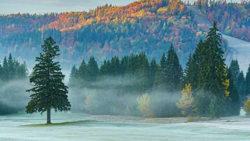 A forested landscape with a prominent evergreen tree in the foreground and a hill with autumn-colored foliage in the background.