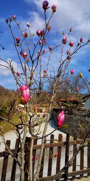 Property grounds - Karyon Apartments (Xanthi)