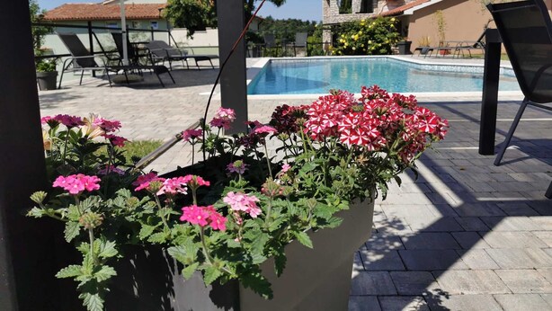A pool area with lounge chairs and a large planter with pink flowers. - BERTETIC One-Bedroom Apartment 3 (Pilkovici)