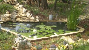 A pond with lily pads and water lilies, surrounded by rocks and various plants. - RAJCI One-Bedroom Apartment 2 (plavi) (Rovinj)