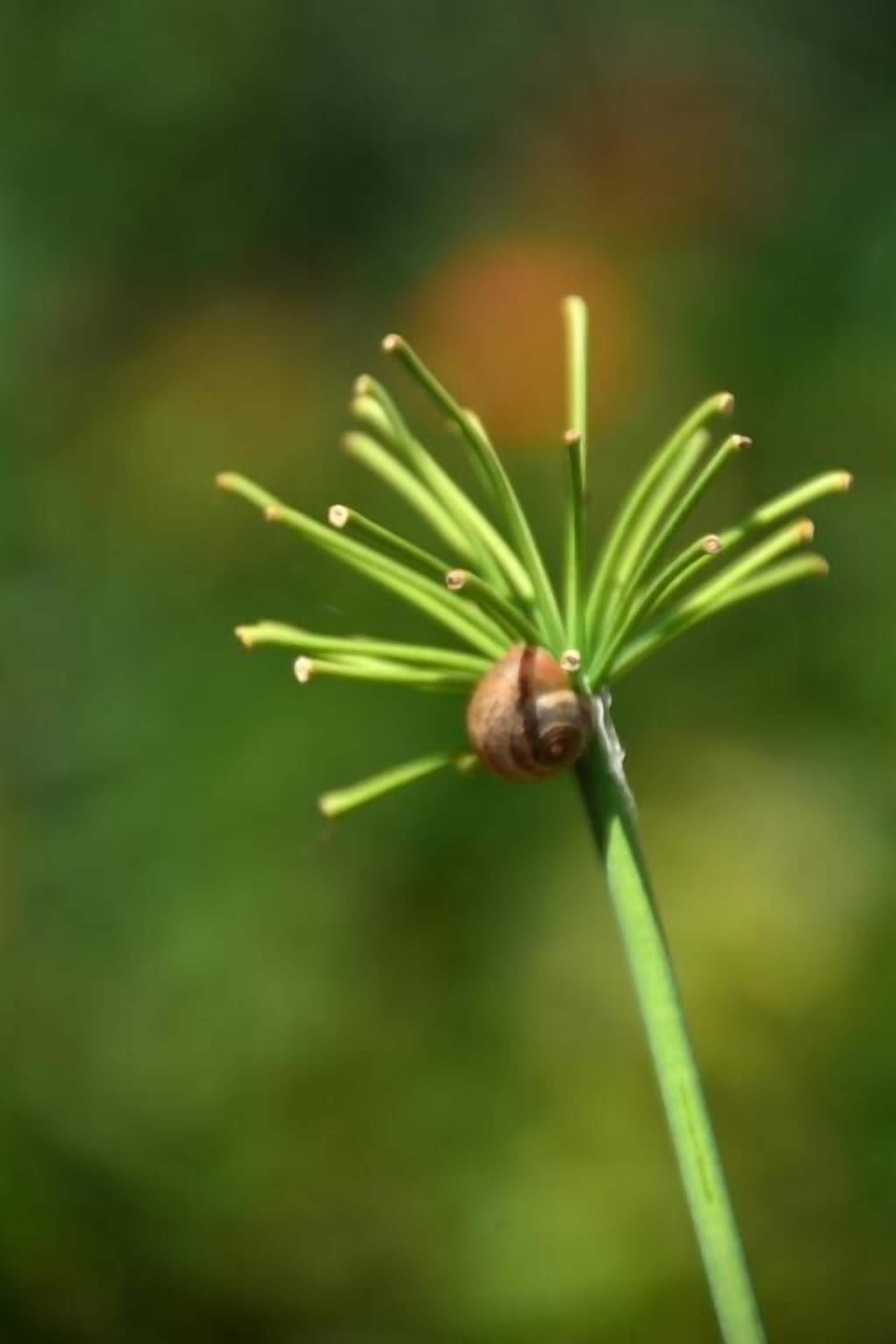 A close-up of a plant with a snail on a green stem.