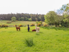 Property grounds - Moorgair Cottage (Hexham)