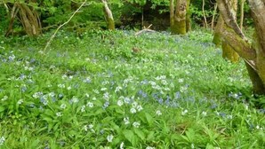 A forested area with dense green foliage and a ground covered with small white and blue flowers. - Hendre Aled Farmhouse (Denbigh)