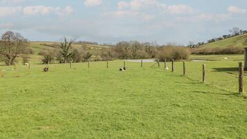 Cottage | Terrein van de accommodatie