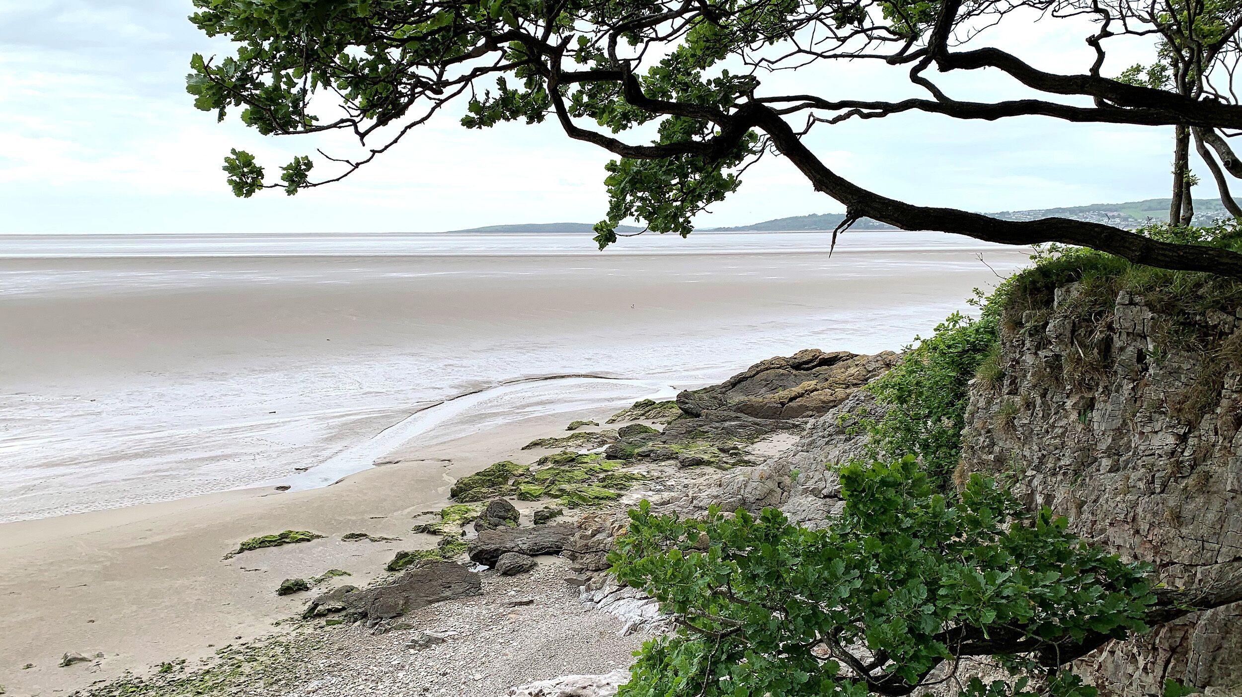 Un paisaje costero con una playa arenosa, afloramientos rocosos y un árbol.