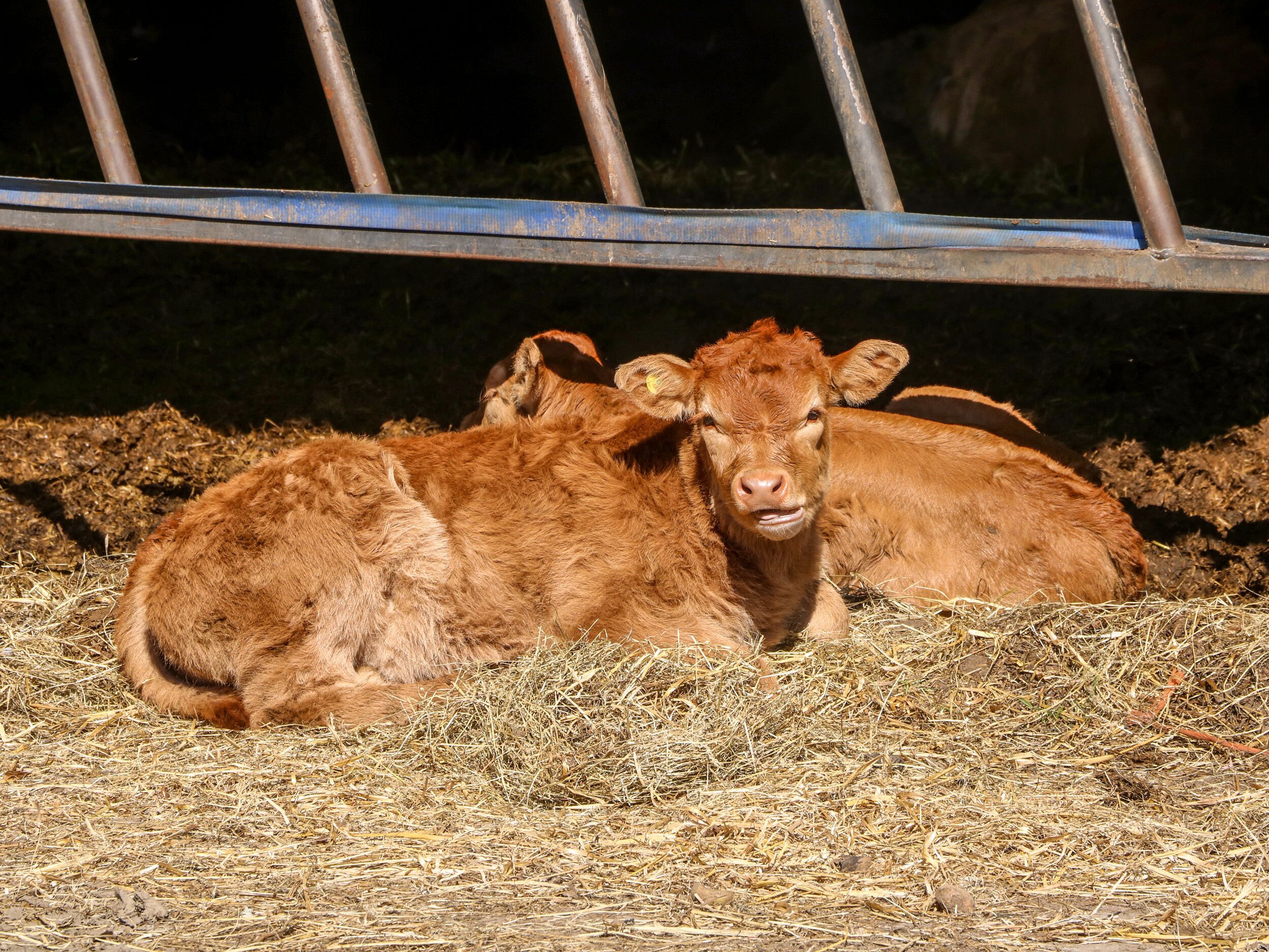 A cow lying on straw in a barn with metal bars overhead.