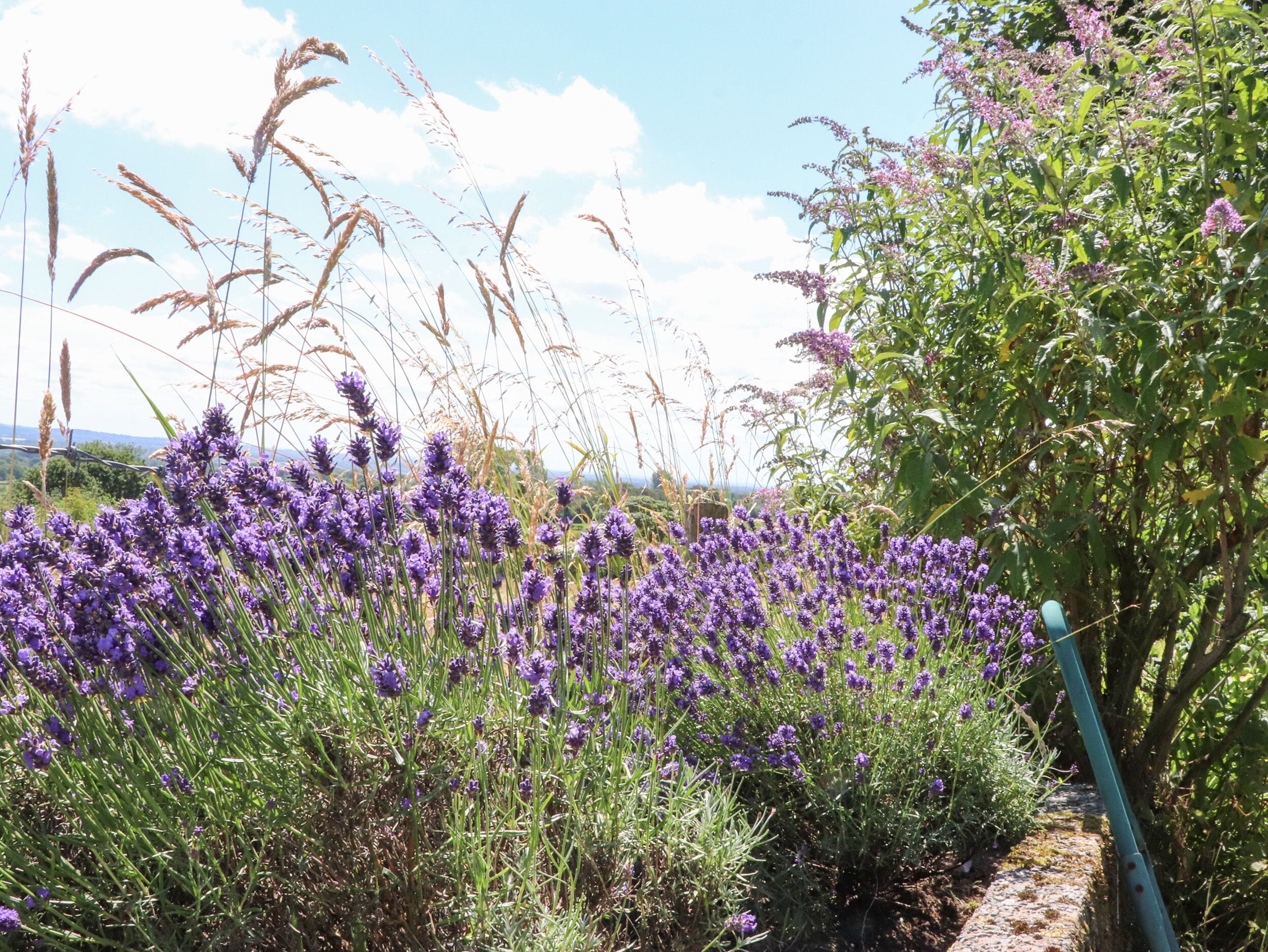 A garden with lavender and tall grasses, a stone path, and a green hose.