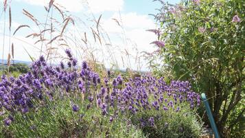 A garden with lavender and tall grasses, a stone path, and a green hose.