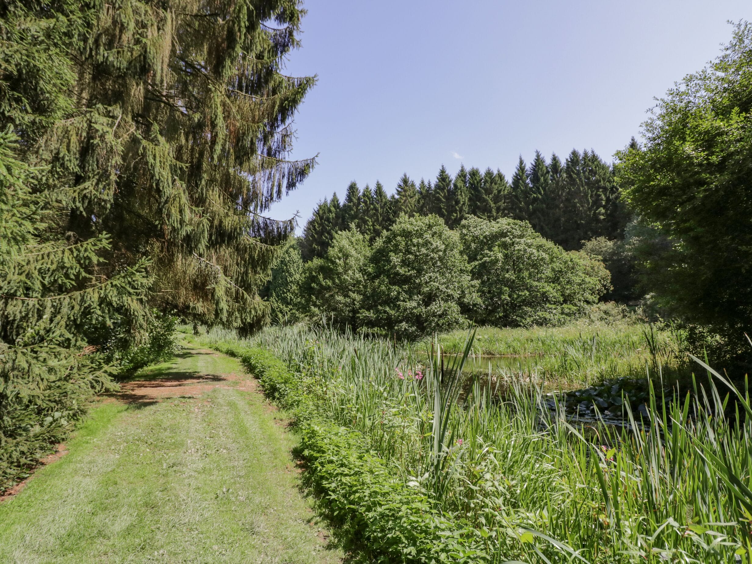 A pathway through a forested area with dense trees and tall grasses.