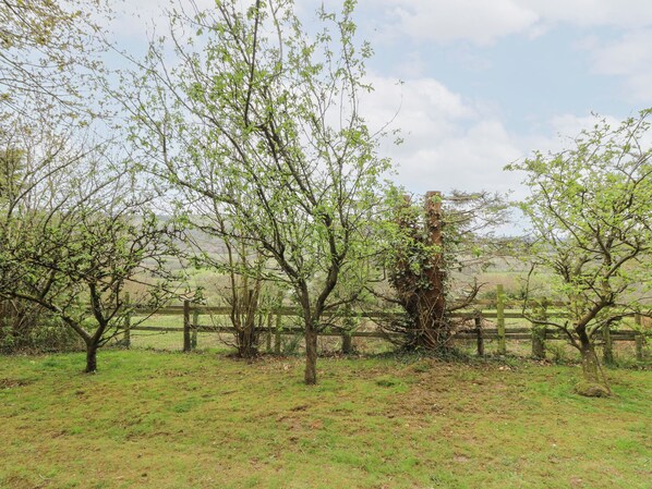 A rural landscape with trees, a wooden fence, and a grassy field.