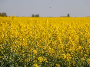 A field of yellow flowers, likely rapeseed, with a clear sky in the background. - 1 Pines Farm Cottages (Tadcaster)