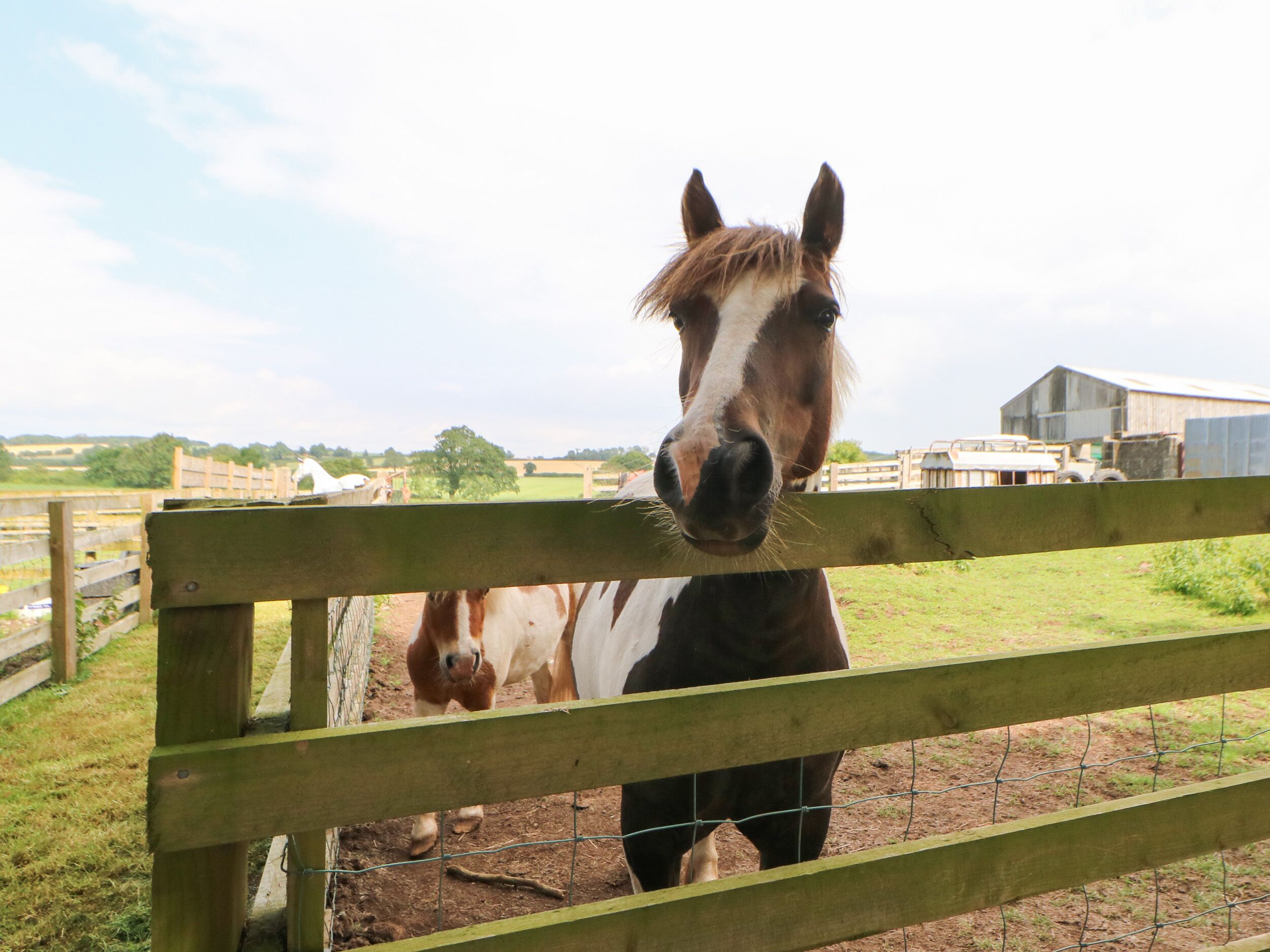 A horse behind a wooden fence in a rural setting with a barn and open fields in the background.