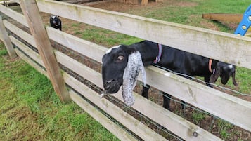 Cottage | Property grounds