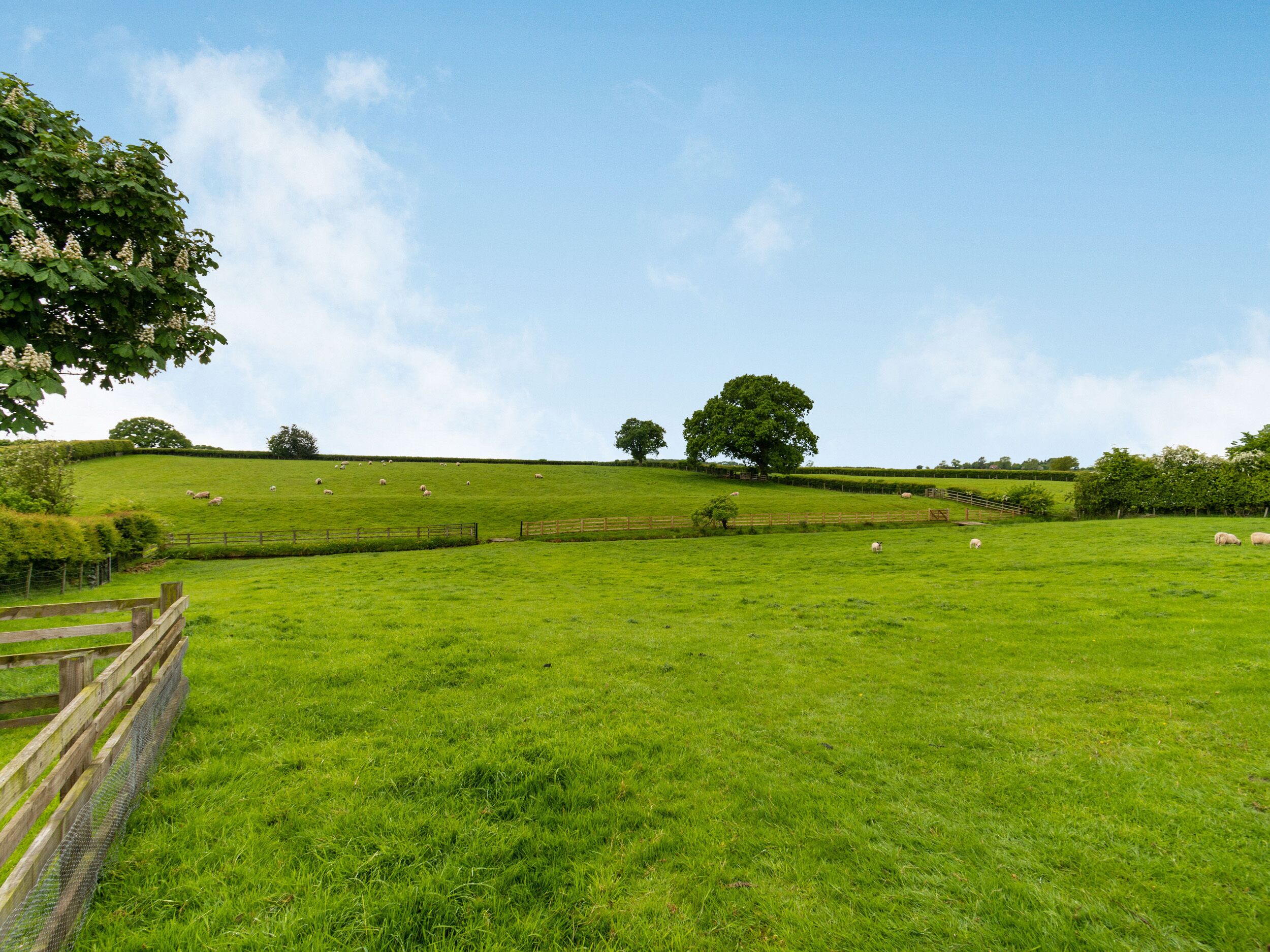 Ein grünes Feld mit einem Holzzaun und einem großen Baum.